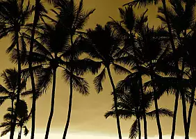 turistipercaso hawaii-mf9k1