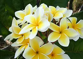 turistipercaso hawaii-oahu-xwusw