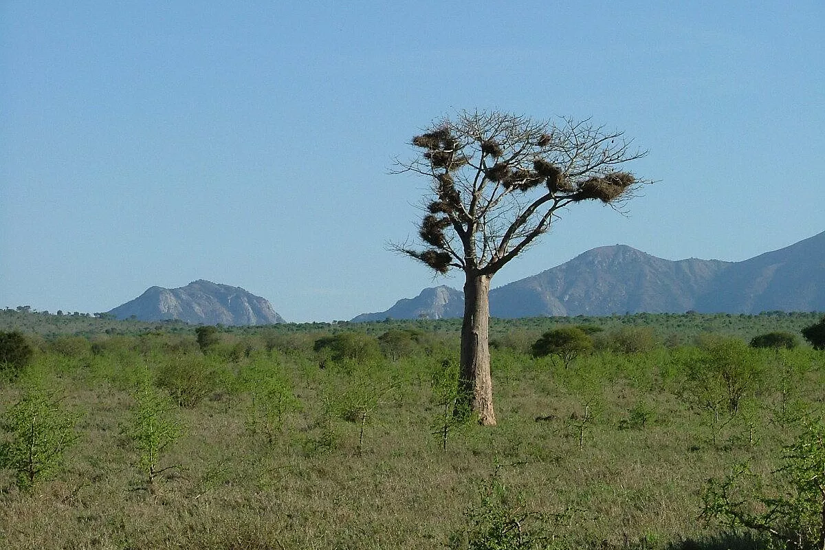 Africa nera