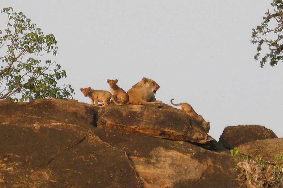 Verdi colline d’Africa