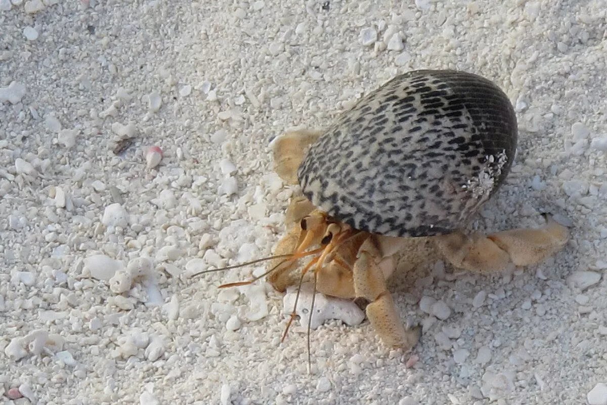 Maafushivaru…Maldive