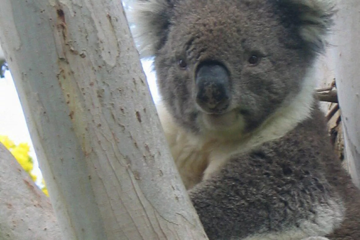 In Australia lascerete un pezzo di voi, credetemi