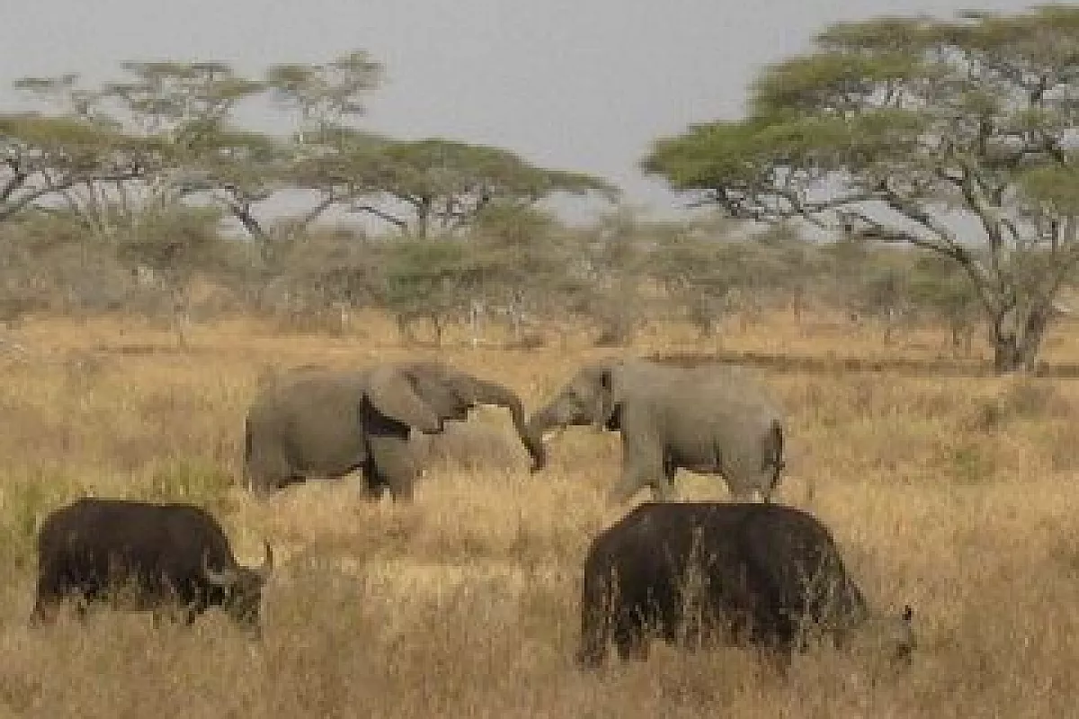 Zanzibar, tarangire