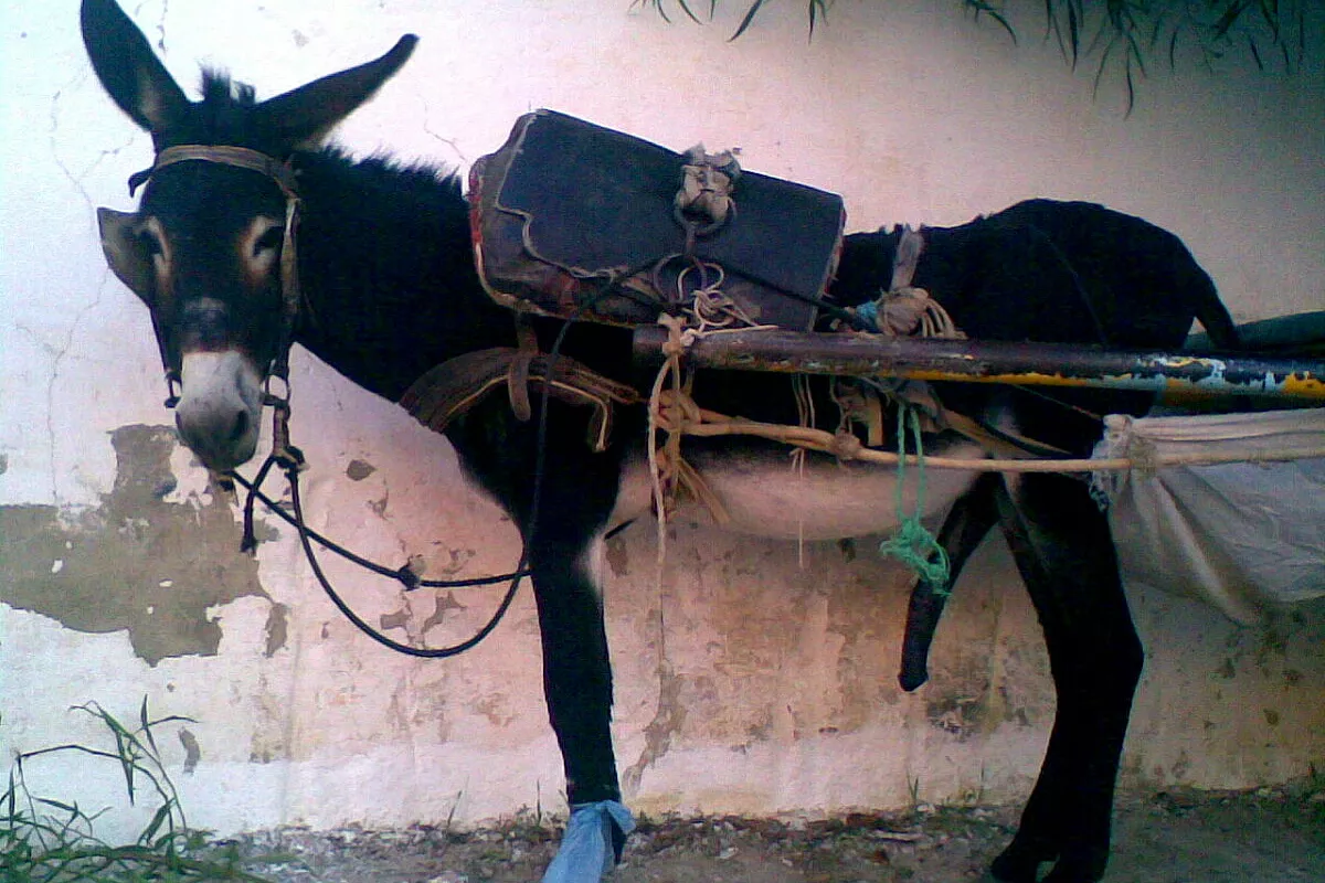 Tunisi e Hammamet di fretta