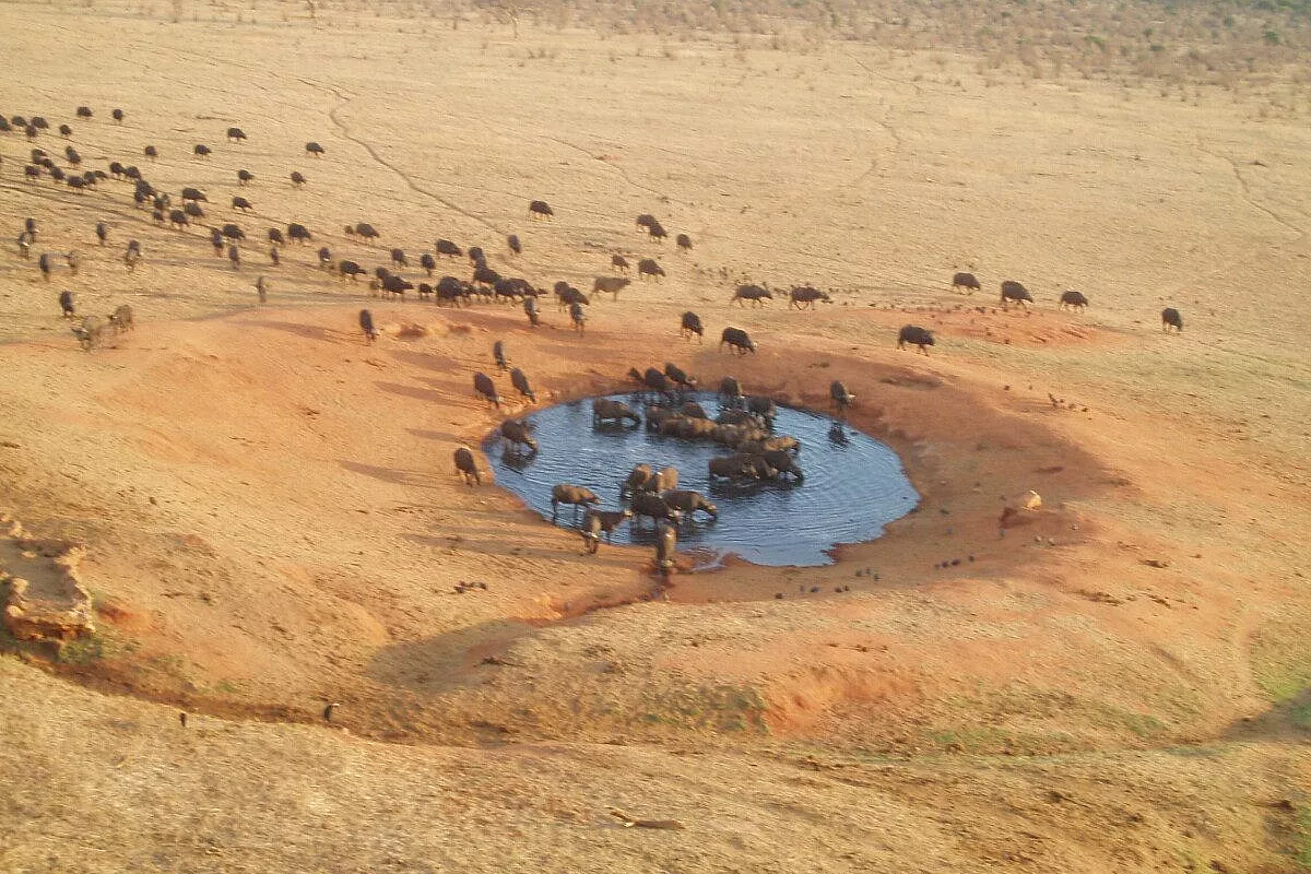 Tsavo est/ambouseli/tasvo ovest + watamu