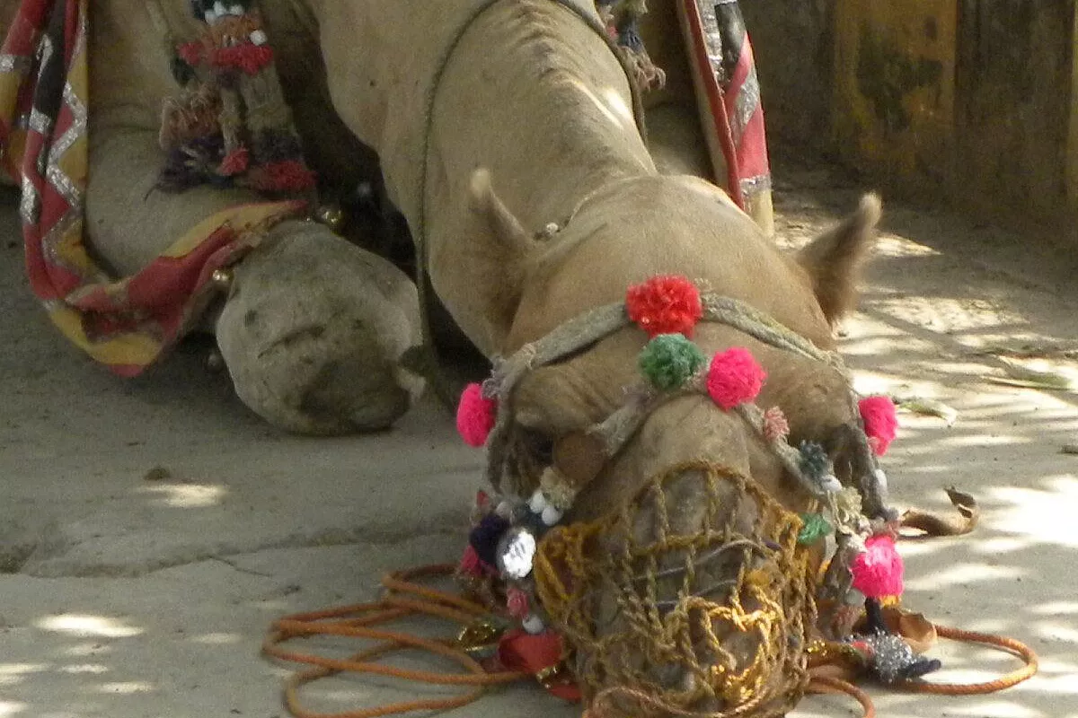 delhi-varanasi-khajuraho-rajasthan