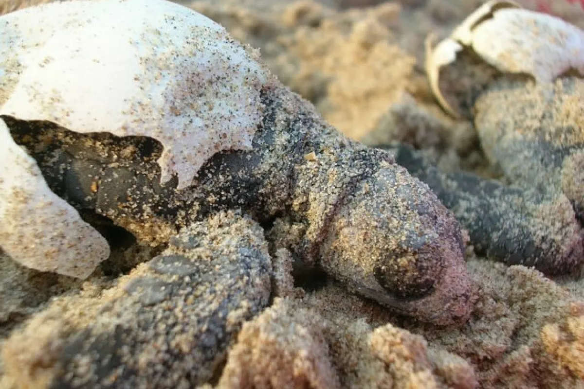 L’Altro Turismo per Caso: i campi ecologici di Legambiente