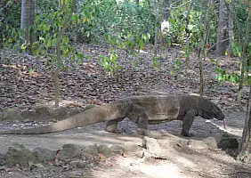 turistipercaso indonesia-bd5p1