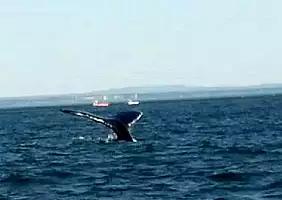 turistipercaso islanda-fjd35