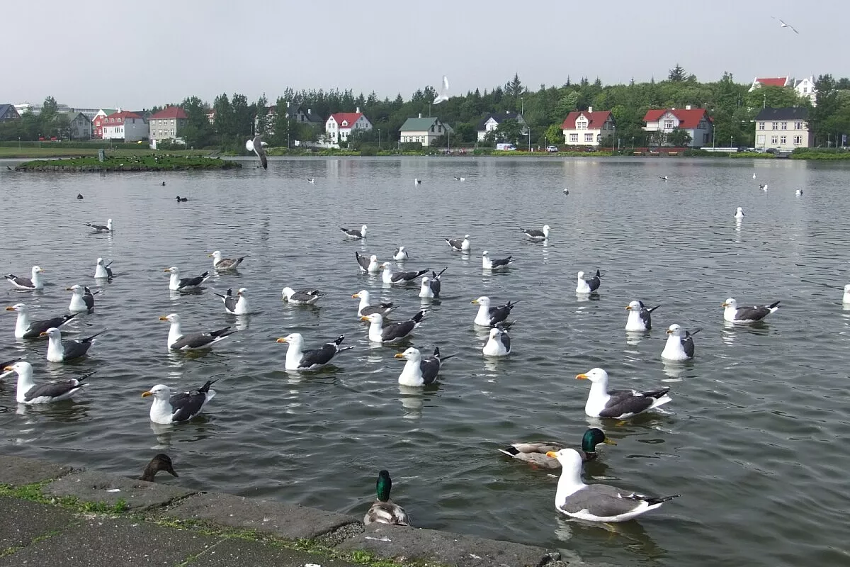 Reykjavik:la capitale più a nord del mondo.