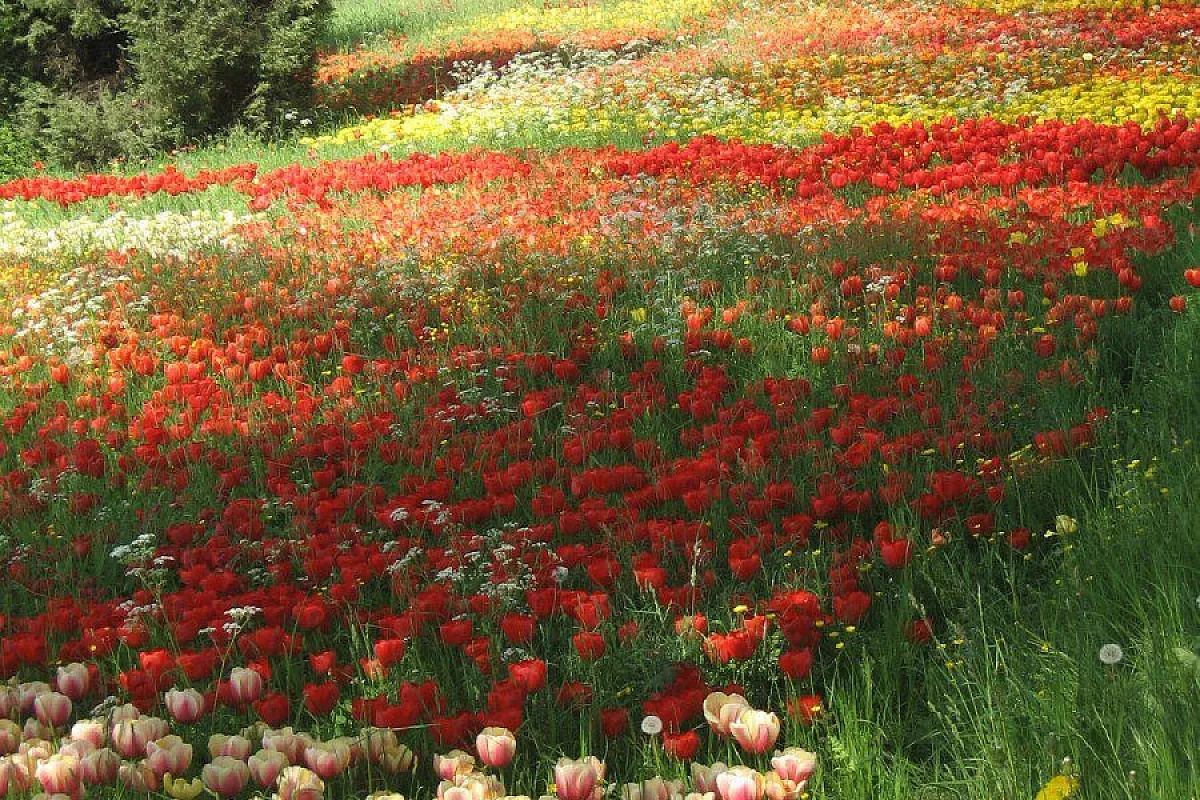 mainau