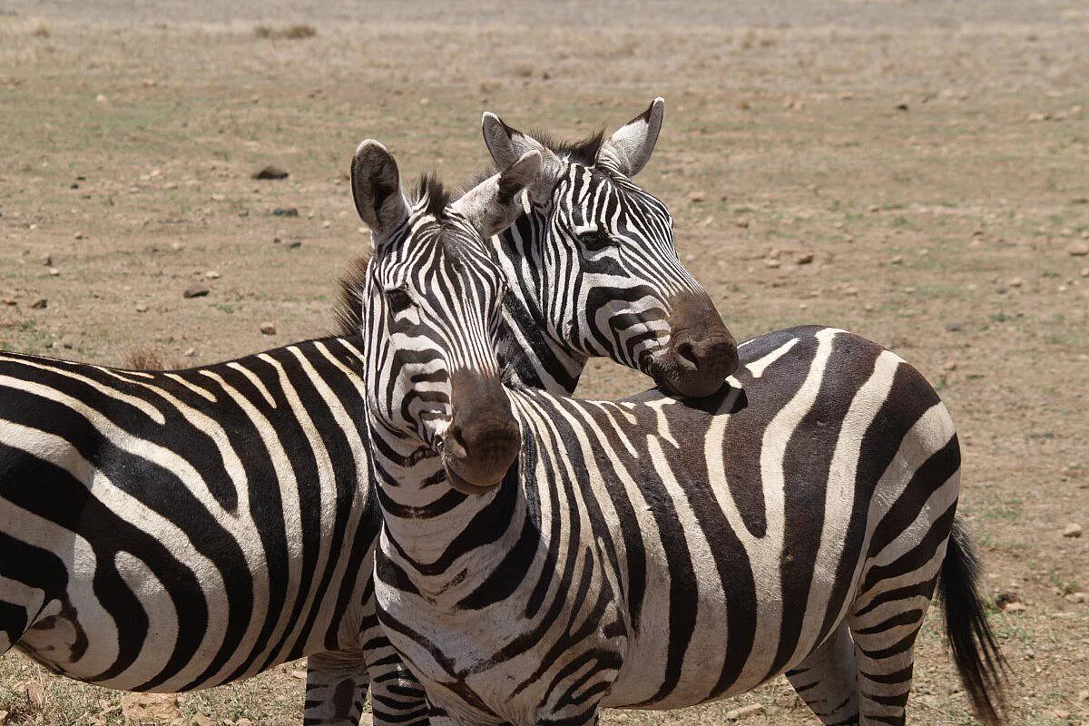 Tanzania & Zanzibar..tra sogno e realtà..