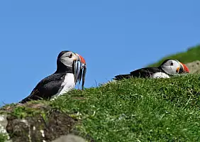 turistipercaso isole-faroe-zzz85