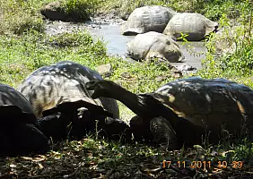 turistipercaso isole-galapagos-9ptuz