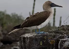 turistipercaso isole-galapagos-ddurp