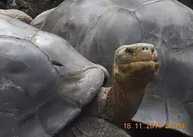 turistipercaso isole-galapagos-de7wa