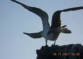 turistipercaso isole-galapagos-g8yag