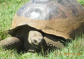 turistipercaso isole-galapagos-hqajv
