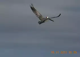 turistipercaso isole-galapagos-jayrq