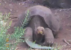 turistipercaso isole-galapagos-jdkey