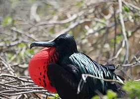 turistipercaso isole-galapagos-kkghr