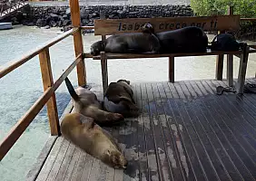 turistipercaso isole-galapagos-nk9yf