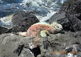 turistipercaso isole-galapagos-zmw1s