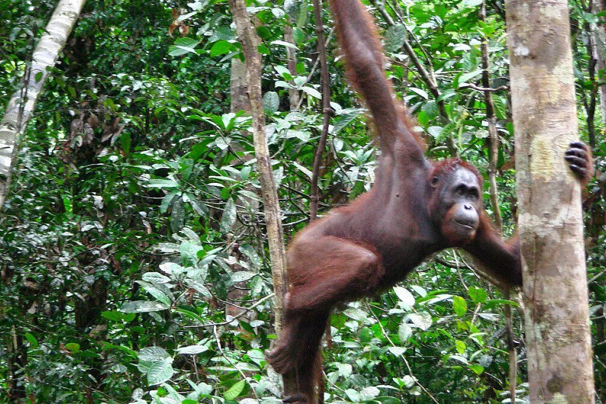 Borneo Sarawak - Oran-utan centro riabilitazione Semenggoh