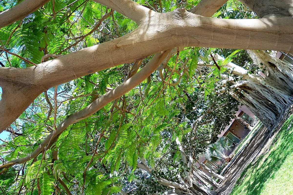 Kibbutz garden.