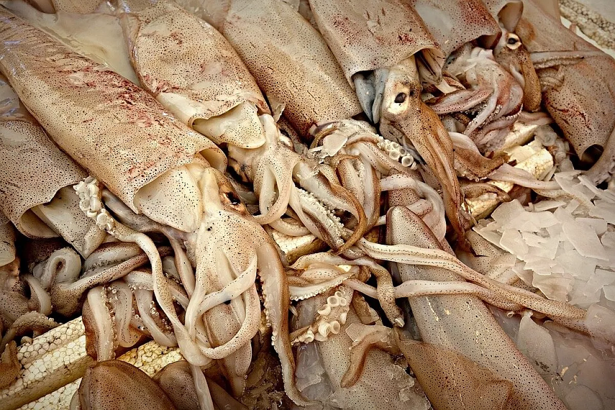Calamari ripieni