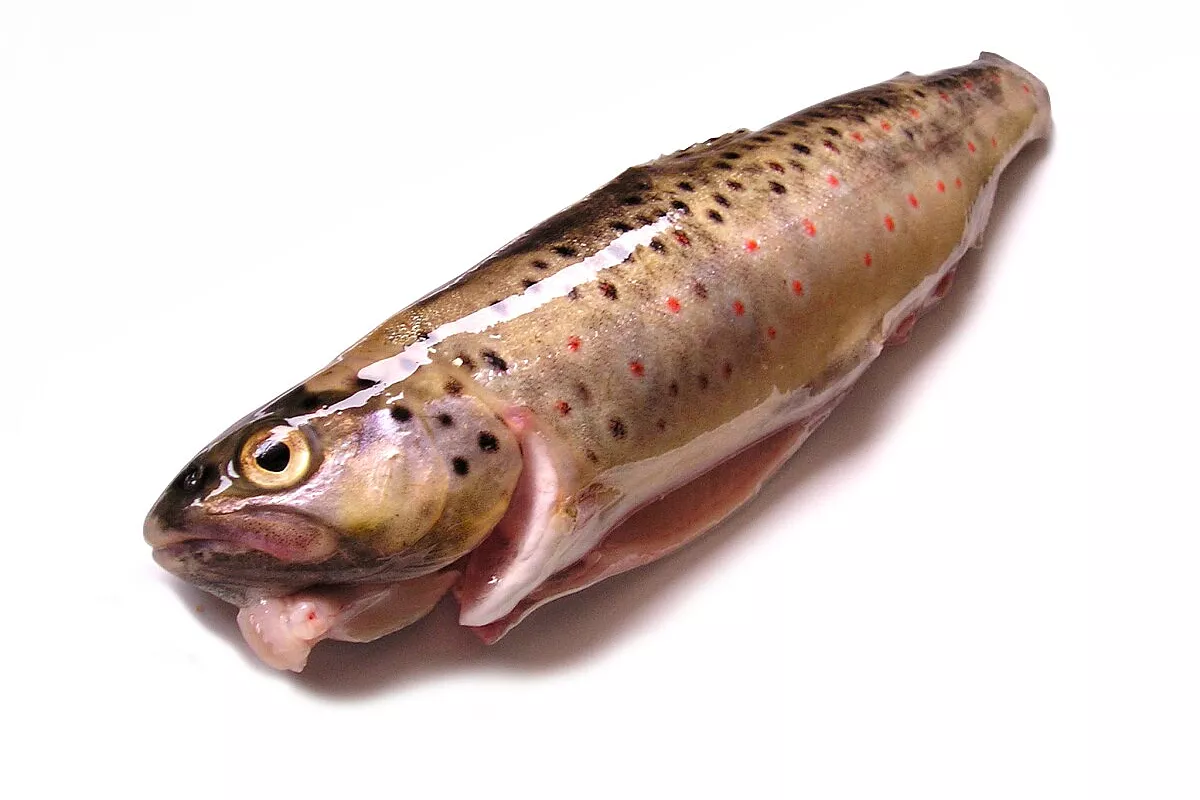 Trote salmonate al sale