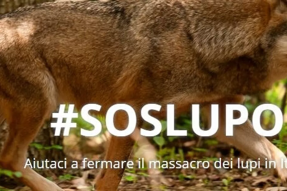 Giornata delle Oasi WWF: una festa della biodiversità… e non solo