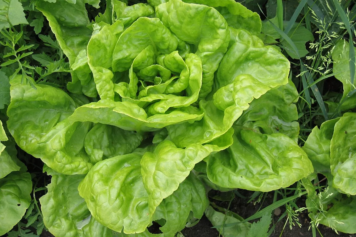 Insalata DIETA-CIAO