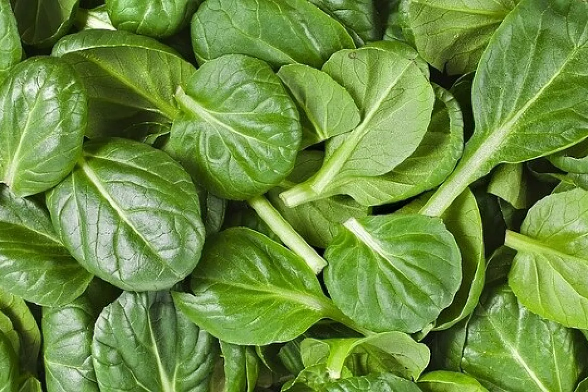 Malfatti valtellinesi