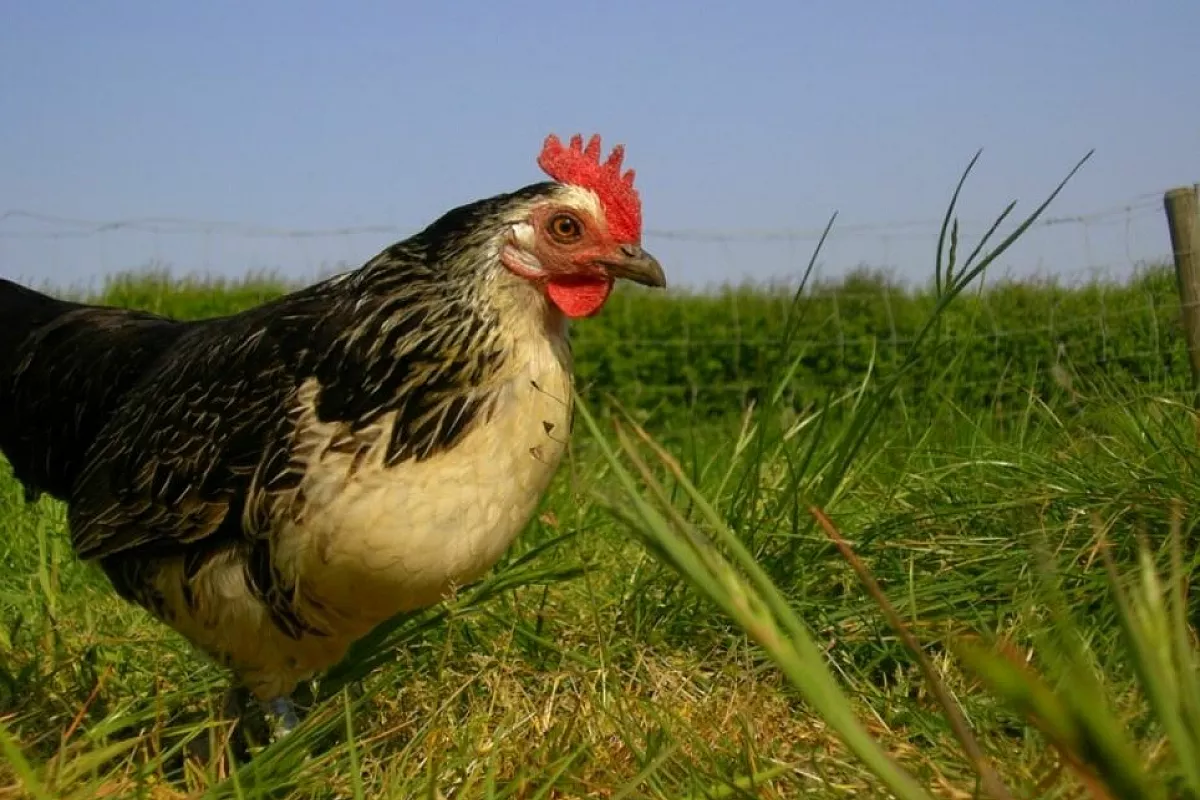 La gallina