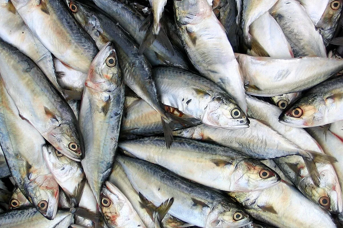 Sarde a beccafico