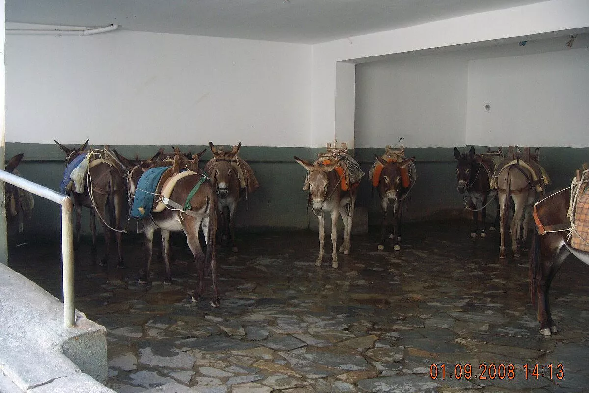 Athene, rodi, kos
