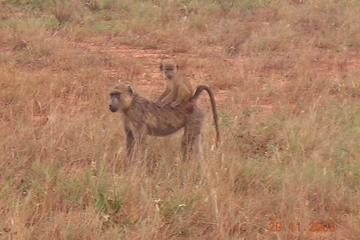 Safari in Kenya 4