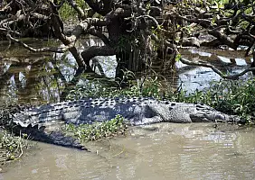 turistipercaso kakadu-jc7rn