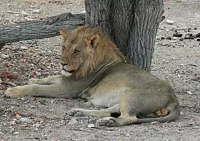 turistipercaso kalahari-1ky1z