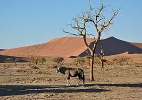 turistipercaso kalahari-den33