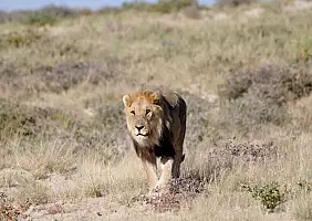 turistipercaso kalahari-hhts4