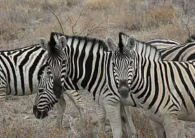 turistipercaso kalahari-kgcjz