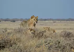 turistipercaso kalahari-kjwu3