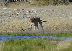 turistipercaso kalahari-kkecm