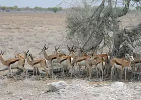 turistipercaso kalahari-sc7gn
