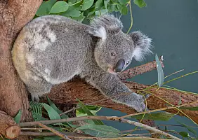turistipercaso kangaroo-island-23ndt