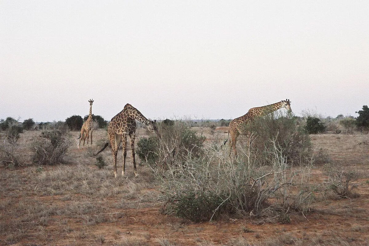 Kenya, meglio tardi che mai