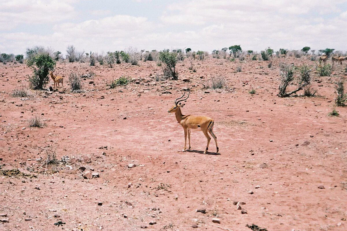 Kenia Watamu