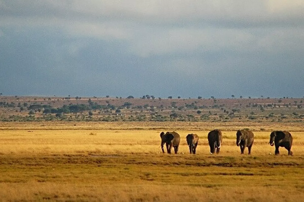 Kenya mon amour
